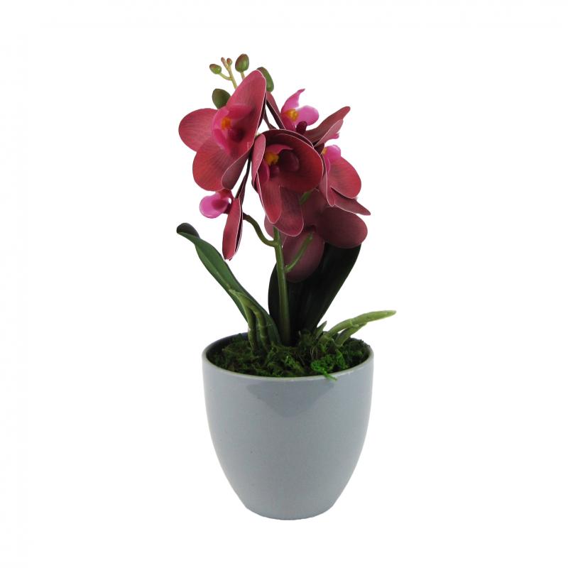 Storczyk w doniczce 27cm